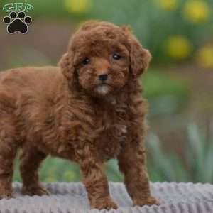 Tilly, Toy Poodle Puppy